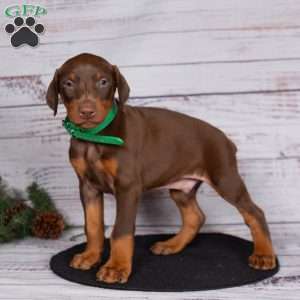 Jasper, Doberman Pinscher Puppy